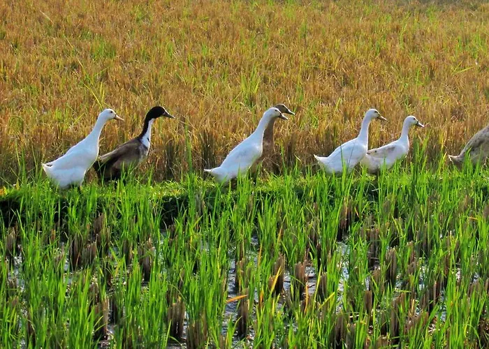 Gasthuis Mossca Mooi Ubud